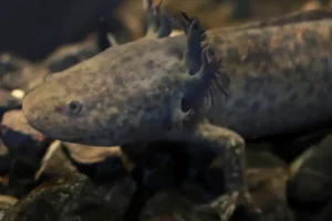 Can Mexico bring back the endangered axolotl?